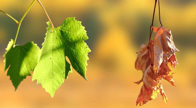 The paradox of depression