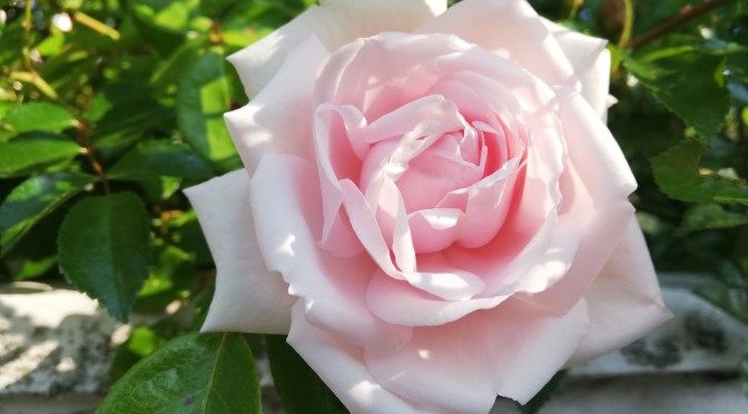 MOURNING THE LOSS OF A LOVED ONE